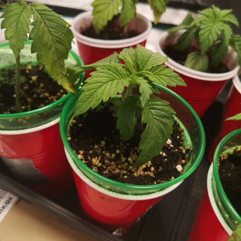 Cherry gar see ya growlog timeline photo