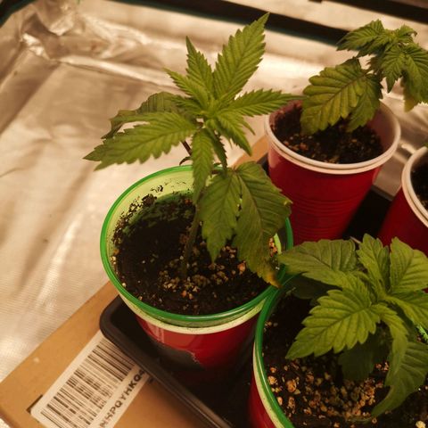 Critical pk growlog timeline photo
