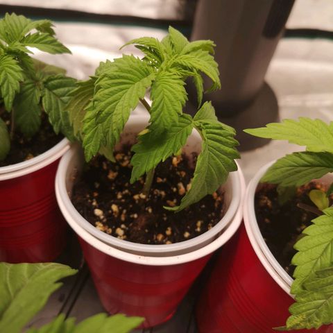 Runtz s1 growlog timeline photo