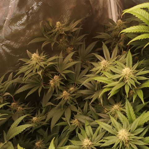 Blueberry cookies growlog timeline photo