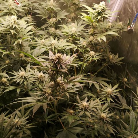 Banana daddy growlog timeline photo