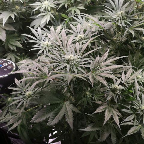Planet of the grapes  growlog timeline photo