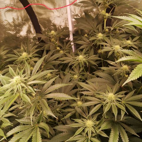 Orange cookie chem growlog timeline photo