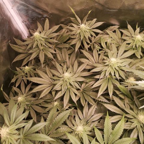 Mystic growlog timeline photo