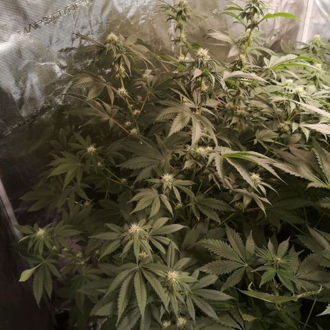 Purple punch cookies growlog timeline photo