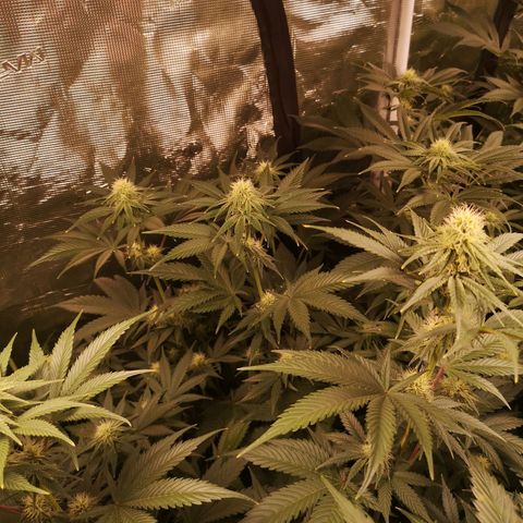 Mandarin cookies v3 growlog timeline photo