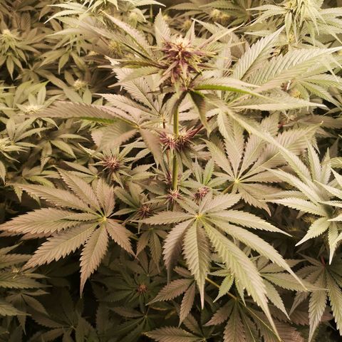 Tropicanna poison fast growlog timeline photo