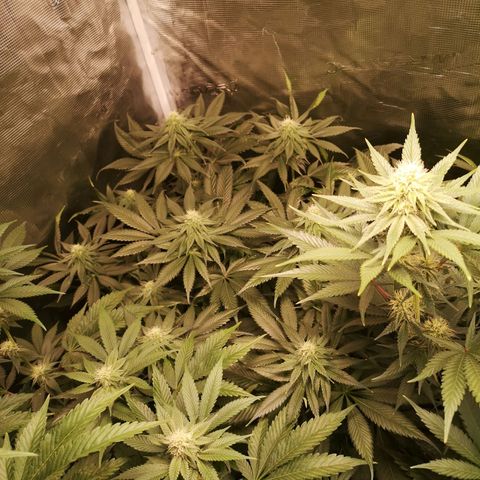 Mystic growlog timeline photo