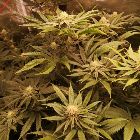 Orange cookie chem growlog timeline photo