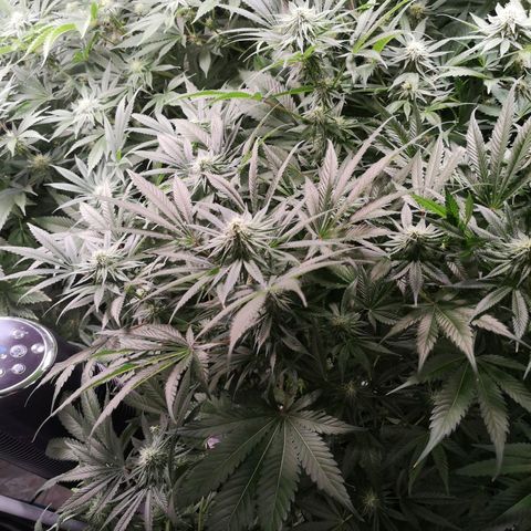 Planet of the grapes  growlog timeline photo