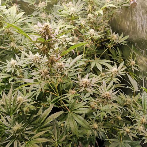 Banana daddy growlog timeline photo