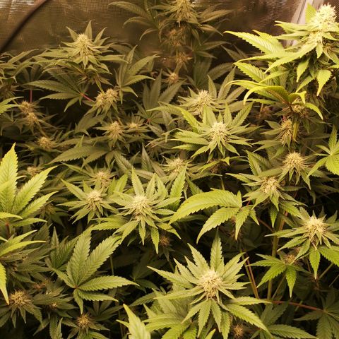 Blueberry cookies growlog timeline photo