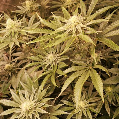 Mandarin cookies v3 growlog timeline photo