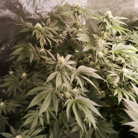 Purple punch cookies growlog timeline photo
