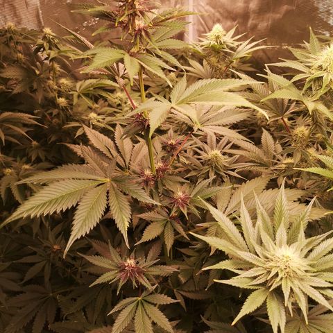 Tropicanna poison fast growlog timeline photo