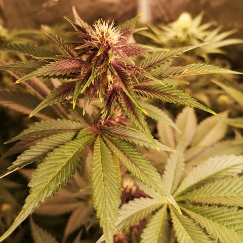 Tropicanna poison fast growlog timeline photo