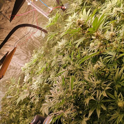 Banana daddy growlog timeline photo
