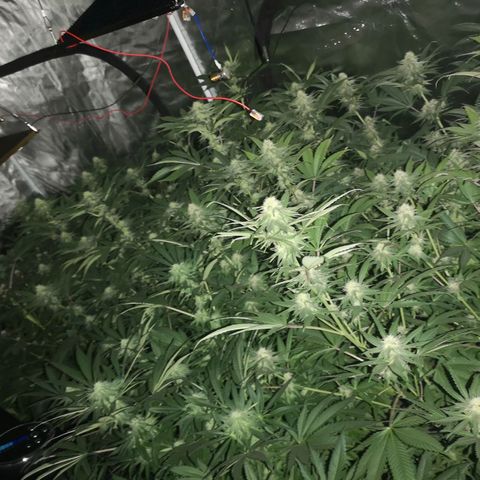 Banana daddy growlog timeline photo