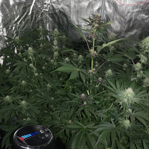 Banana daddy growlog timeline photo