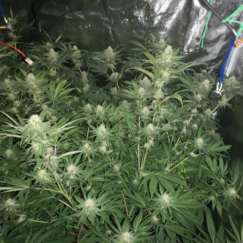 Banana daddy growlog timeline photo