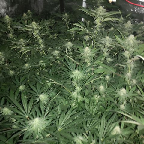 Banana daddy growlog timeline photo