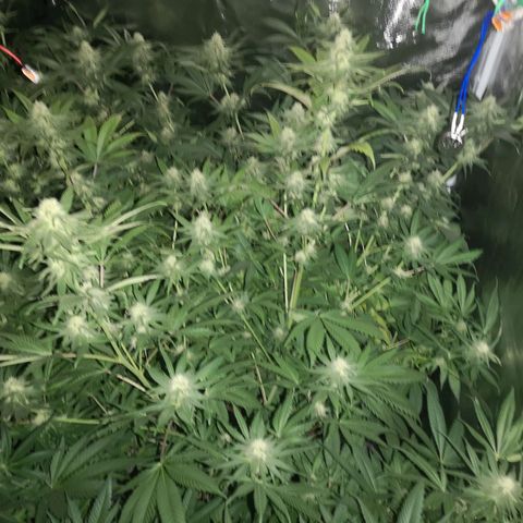 Banana daddy growlog timeline photo