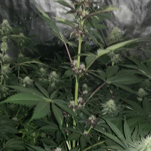 Tropicanna poison fast growlog timeline photo