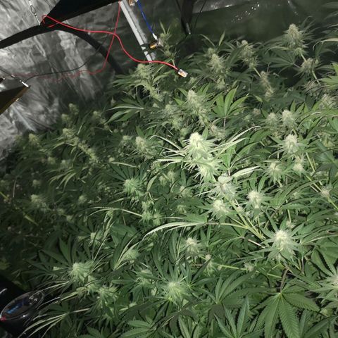 Banana daddy growlog timeline photo