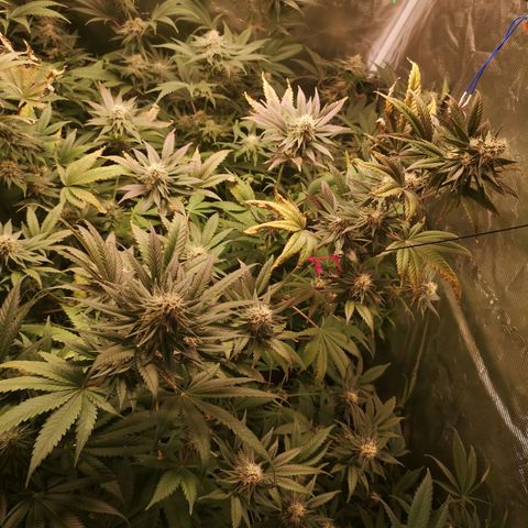 Banana daddy growlog timeline photo
