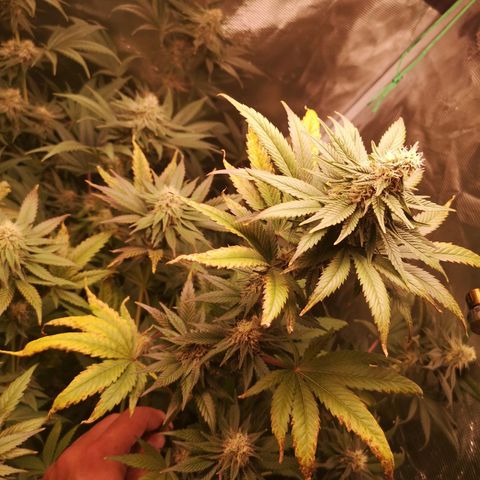 Banana daddy growlog timeline photo