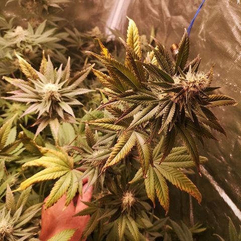 Banana daddy growlog timeline photo