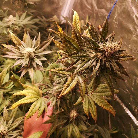 Banana daddy growlog timeline photo
