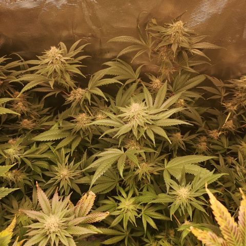 Blueberry cookies growlog timeline photo