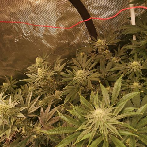 Mandarin cookies v3 growlog timeline photo