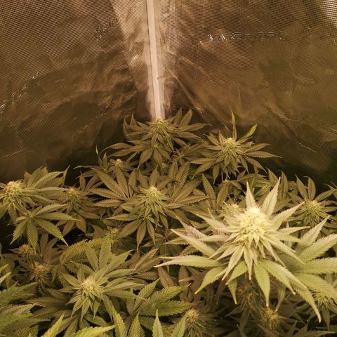 Mystic growlog timeline photo