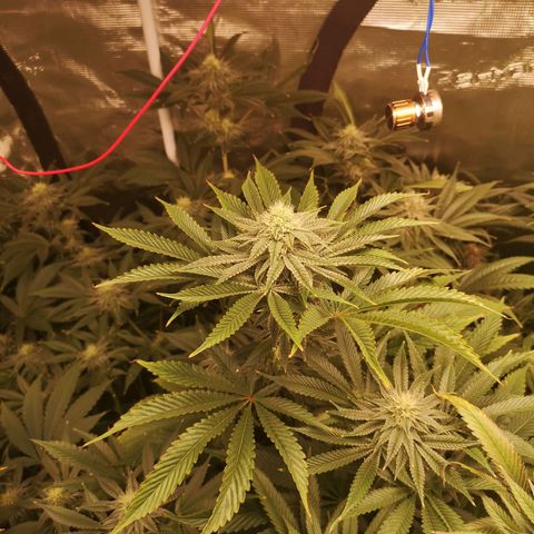 Orange cookie chem growlog timeline photo
