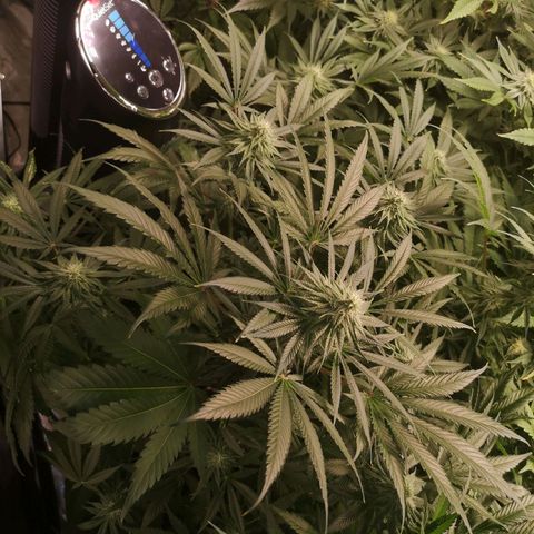 Planet of the grapes  growlog timeline photo