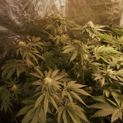 Purple punch cookies growlog timeline photo