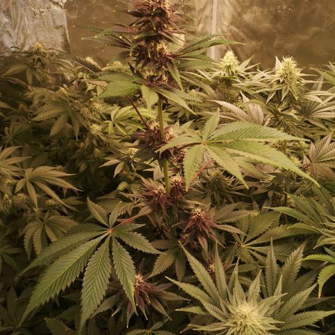 Tropicanna poison fast growlog timeline photo