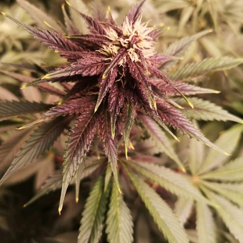 Tropicanna poison fast growlog timeline photo