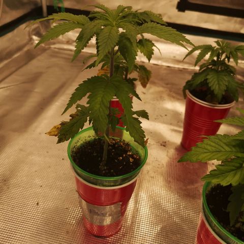Critical pk growlog timeline photo