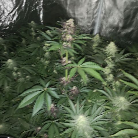 Tropicanna poison fast growlog timeline photo