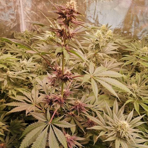 Tropicanna poison fast growlog timeline photo