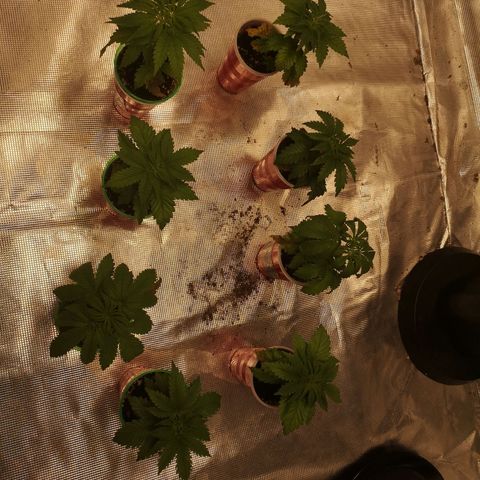 Critical pk growlog timeline photo