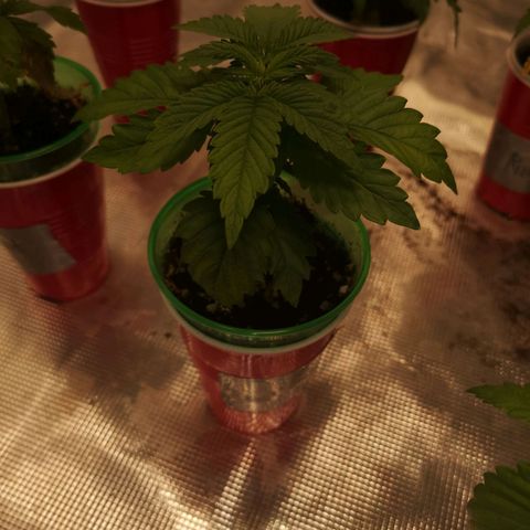 Cherry gar see ya growlog timeline photo