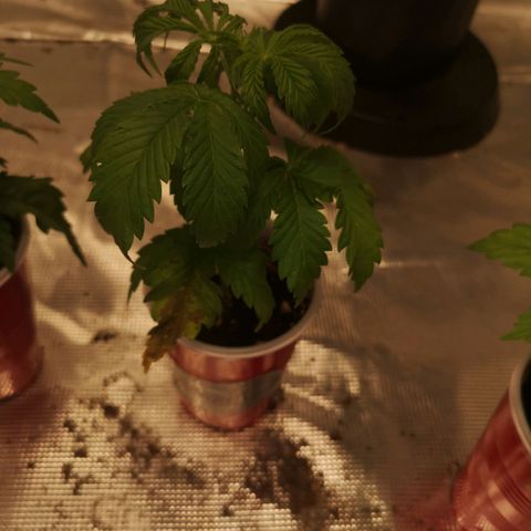 Runtz s1 growlog timeline photo