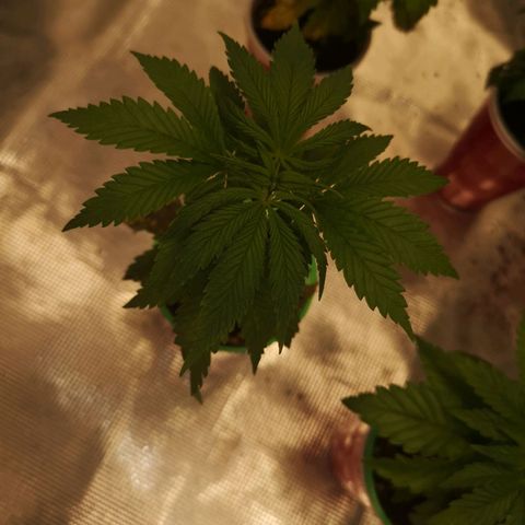 Critical pk growlog timeline photo