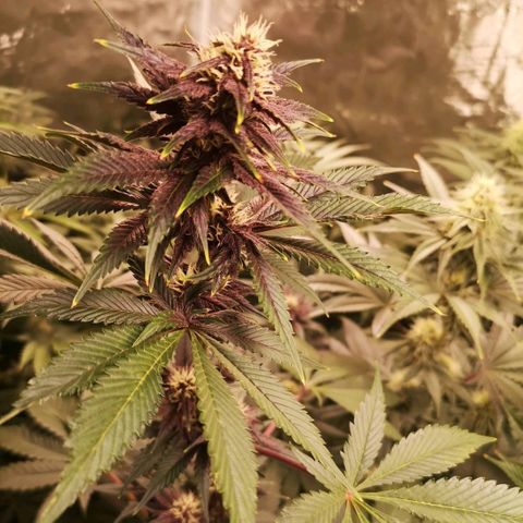 Tropicanna poison fast growlog timeline photo
