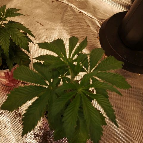 Runtz s1 growlog timeline photo