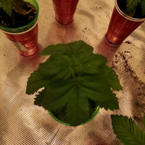 Cherry gar see ya growlog timeline photo